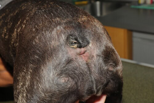 Dermatologia del cane brachicefalo