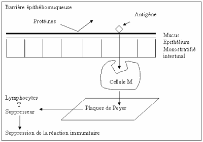 intolerance-allergie-alim3