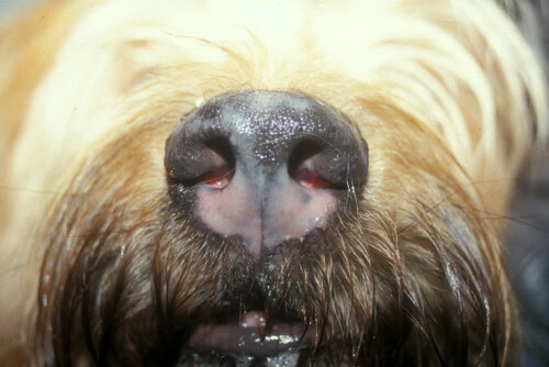 Les dermatoses du planum nasal chez le chien
