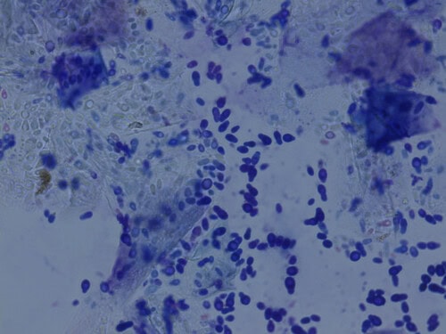 Continuing Education and Information in Veterinary Dermatology