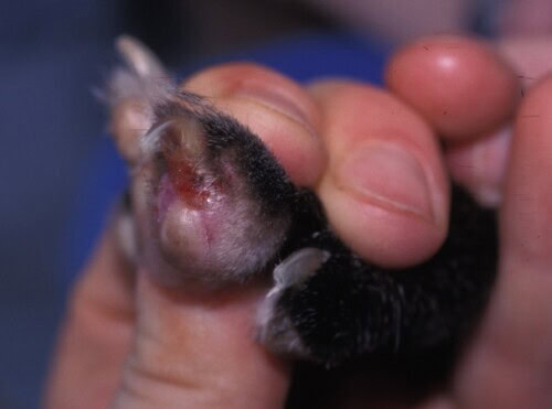 Una mano tiene un gattino con una ferita o un'infezione visibile vicino al muso.