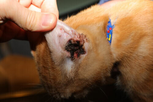 La dermatologia pediatrica del cucciolo e del gattino