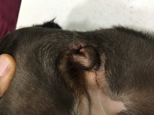 Gestion d’un cas de dermatite atopique canine chez un bouledogue français avec l’aliment Virbac Dermatology Support